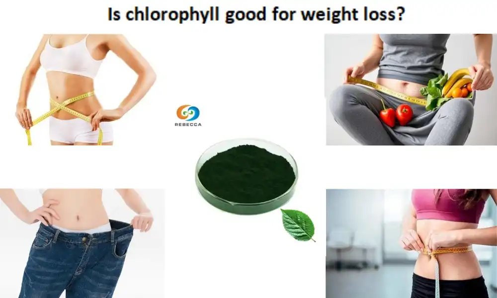 Is chlorophyll good for weight loss?
